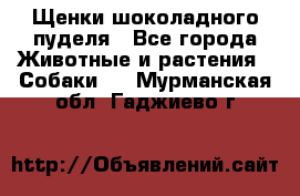 Щенки шоколадного пуделя - Все города Животные и растения » Собаки   . Мурманская обл.,Гаджиево г.